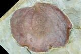 Fossil Leaf (Zizyphoides) - Montana #105225-1